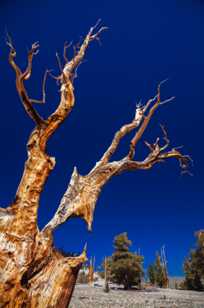 Bristlecone Pine, Patriarch Grove-3887 Bristlecone Pine, Patriarch Grove-3887